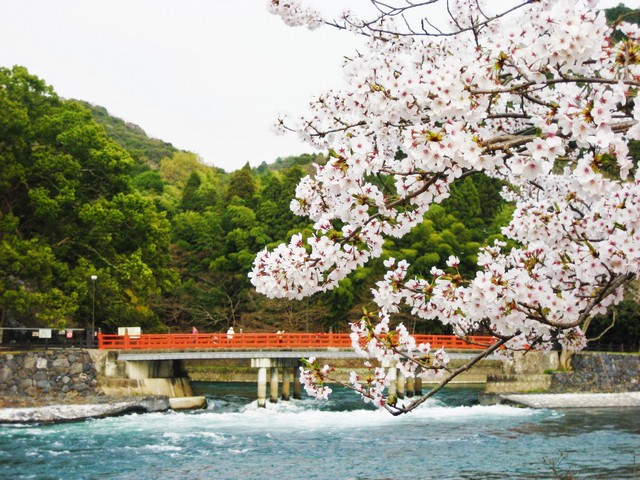 每逢春秋，沿宇治川河畔漫步賞櫻、賞楓，相當浪漫。