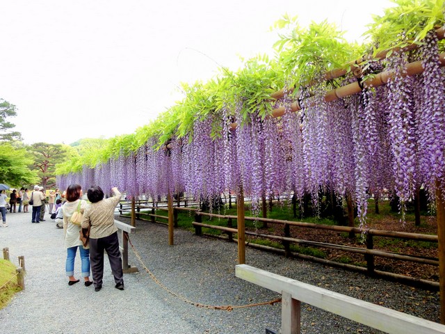平等院 也是賞紫藤名所。