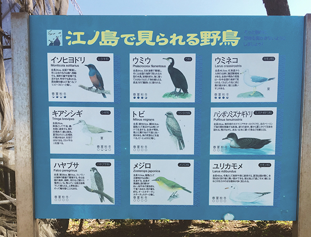 找看看江之島有哪些野鳥囉～