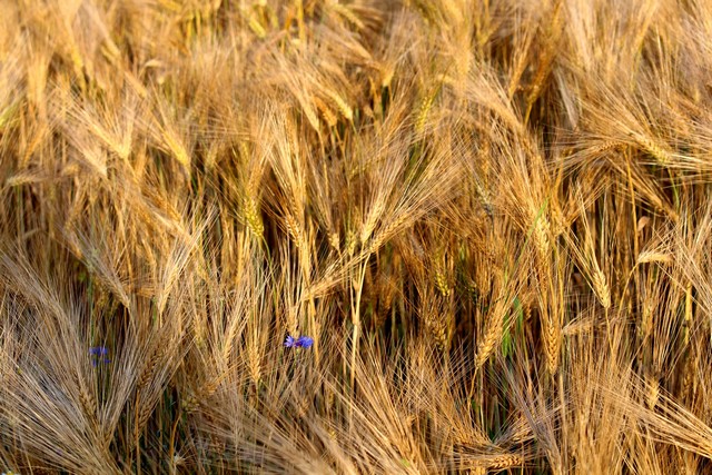 寸草不生的德國北部，卻產出世界第一的黑麥產量。Photo by reginasphotos