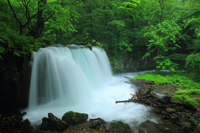 被譽為第一美溪的奧入瀨，是日本人乃至外國旅人都愛的夏日仙境。