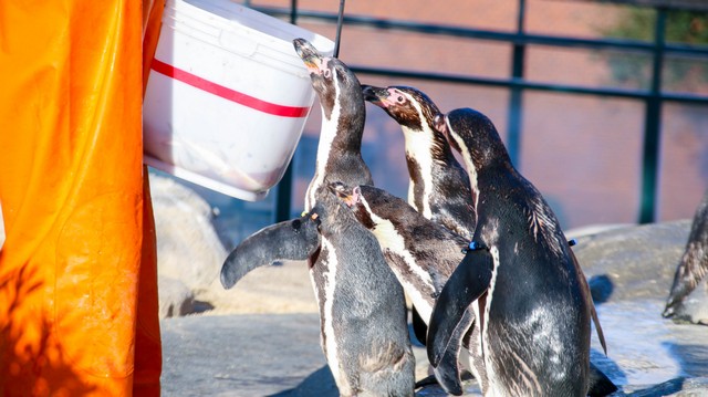 漢波德企鵝和亞南極企鵝的不同，看得出來嗎？