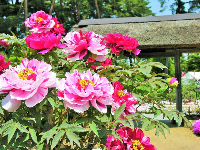 須賀川以養殖華麗花卉聞名，每到五月吸引遊人來訪一尋芳澤。