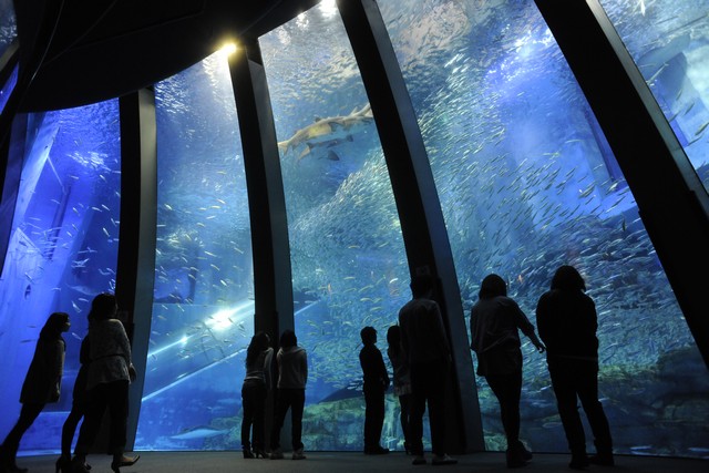 八景島 是日本規模最大的水族館。