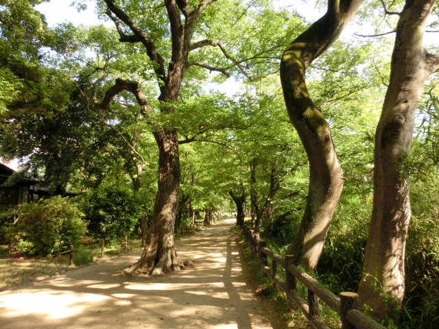 岡山後樂園 廣袤綠草，令人舒服地散步。