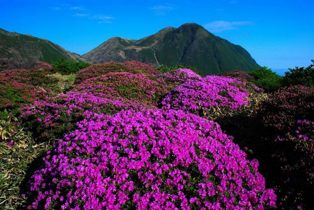 奼紫嫣紅點燃山頭，熱鬧夏季盛典待登山客來尋訪。