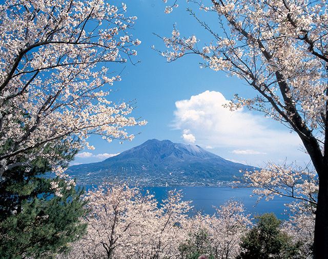 在春櫻飛舞的季節訪櫻島 ，藍天與白煙繚繞。