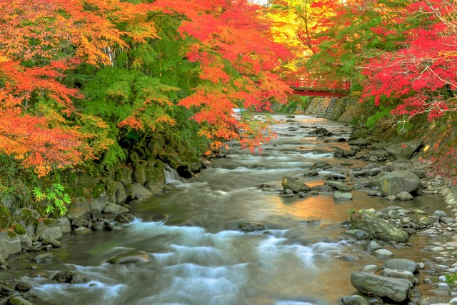 修善寺 地區種植許多紅葉，秋天是賞楓名所。